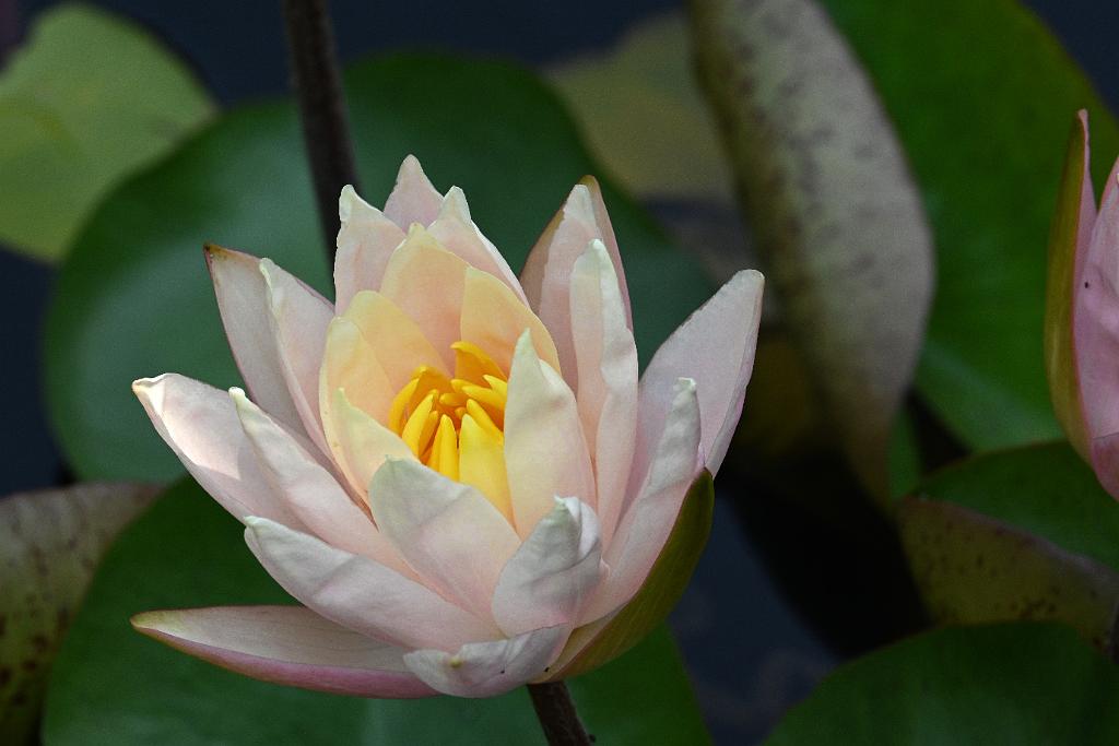 2025-08039853 Tower Hill Botanic Garden, MA.JPG - Water Lily. New England Botanic Garden at Tower Hill, MA, 8-3-2025